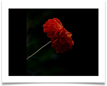 Red Pompon - June Bannister
